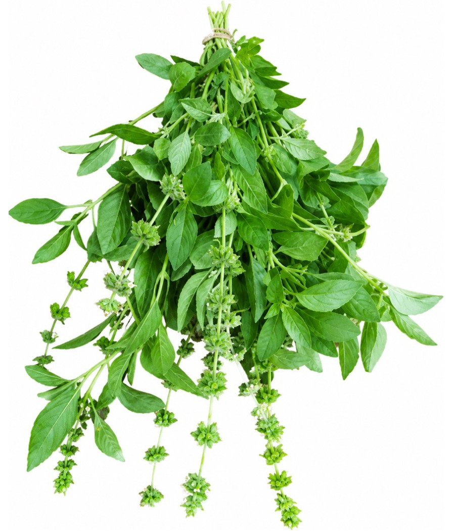 BASILIC CITRON BOTTE