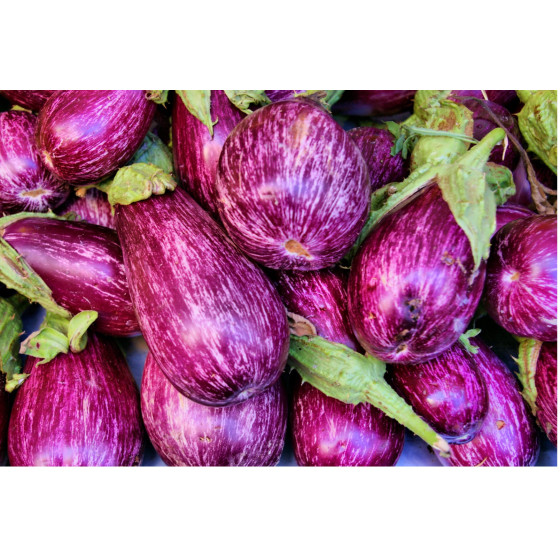 AUBERGINE ZEBRINA EXTRA