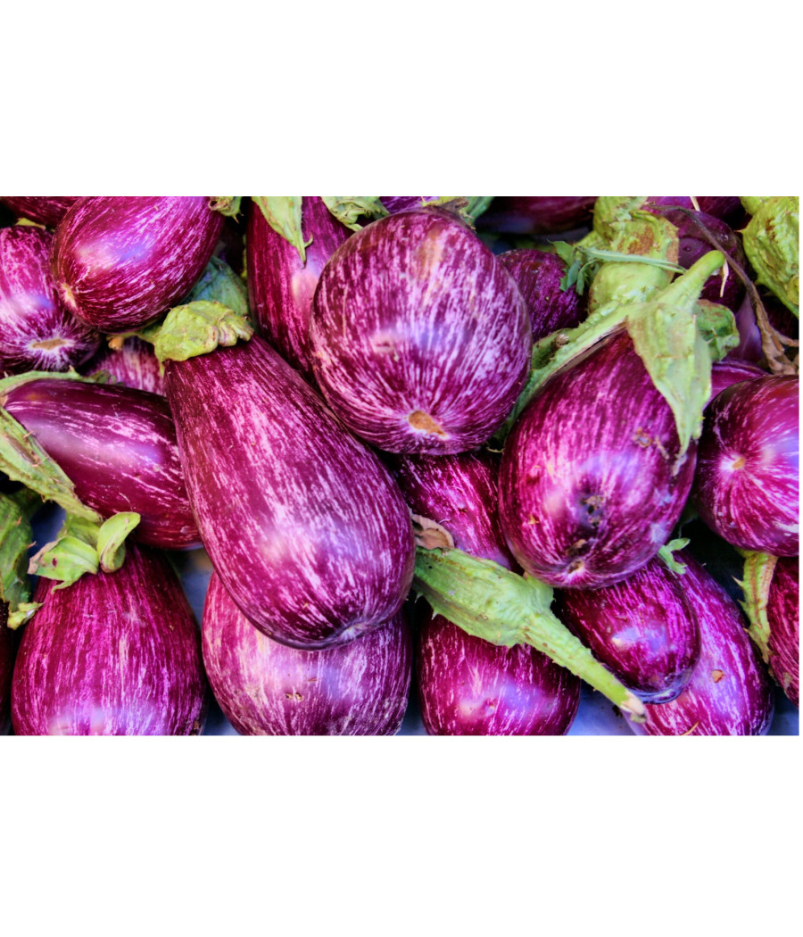 AUBERGINE ZEBRINA EXTRA