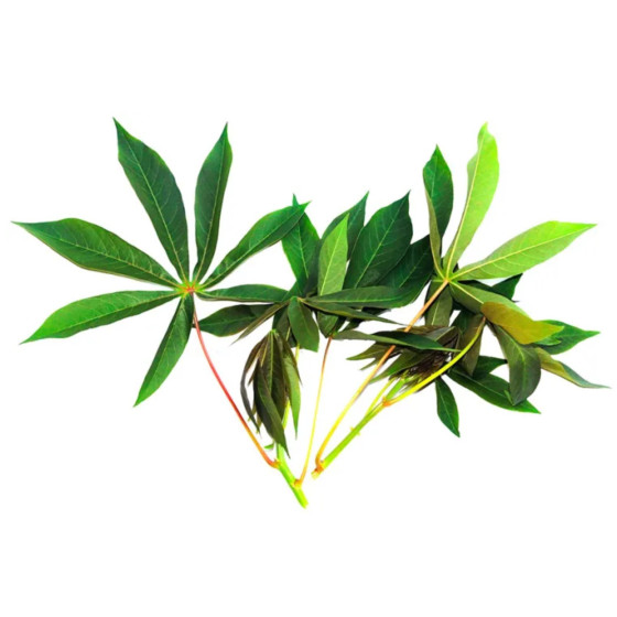 BREDE MANIOC