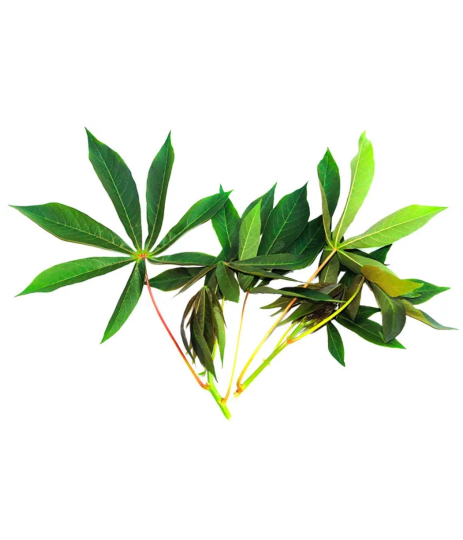 BREDE MANIOC