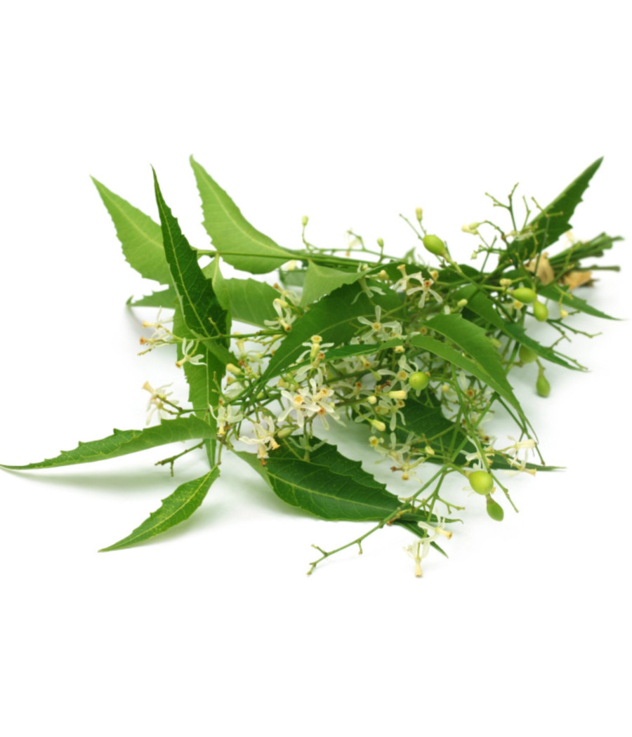 BOUQUET NEEM(150 MALADIES)