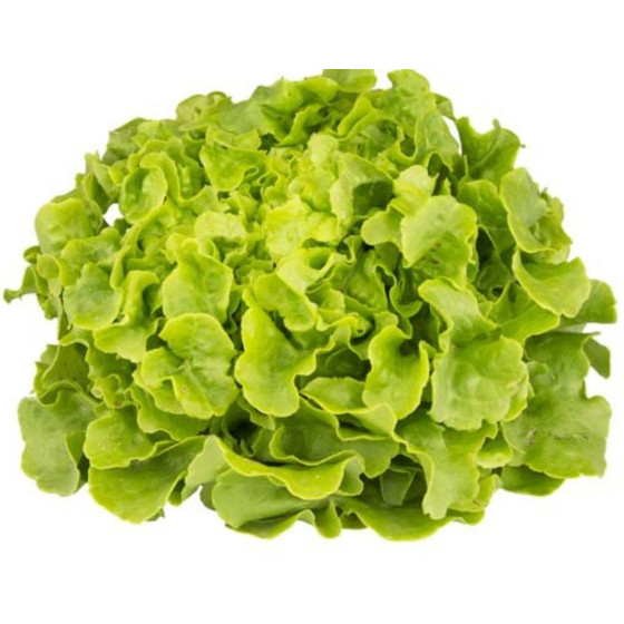 SALADE FEUILLE DE CHENE CAT I