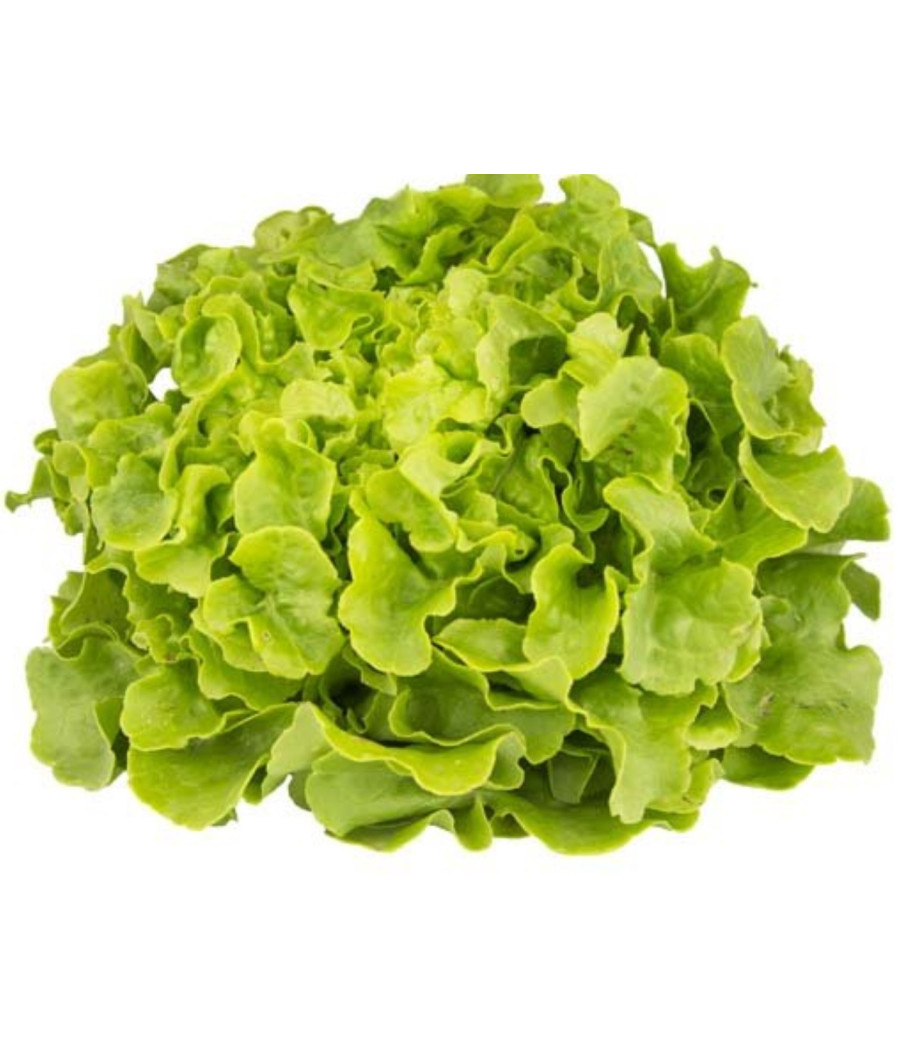 SALADE FEUILLE DE CHENE CAT I