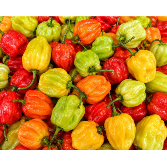 PIMENT VEGETARIEN