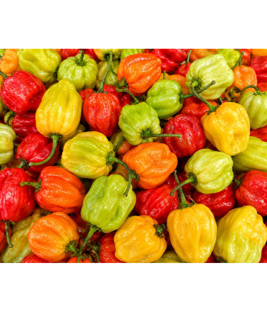 PIMENT VEGETARIEN