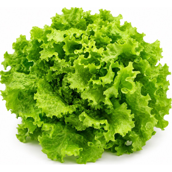 SALADE BATAVIA CAT I