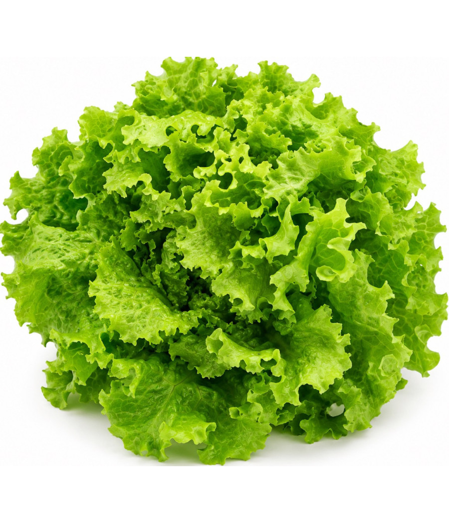 SALADE BATAVIA CAT I