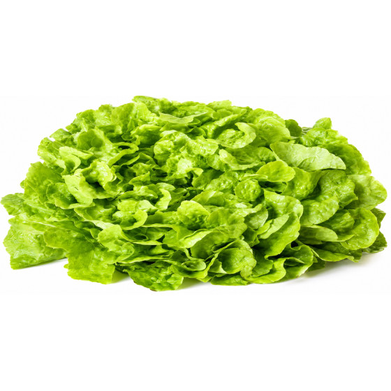 SALADE FEUILLE DE CHENE LOCALE