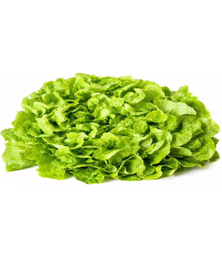 SALADE FEUILLE DE CHENE LOCALE