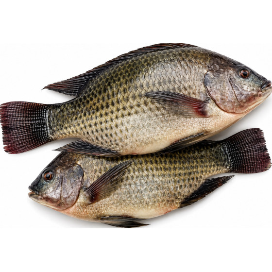 POISSON TILAPIA 8KG ORI INDE