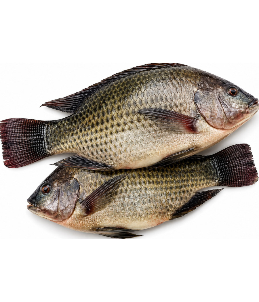 POISSON TILAPIA 8KG ORI INDE