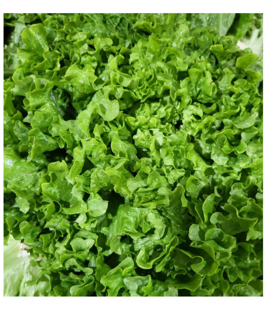 SALADE VRAC CAT I