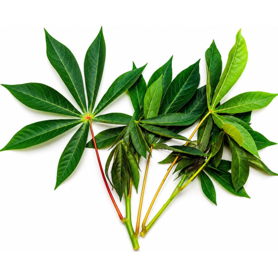 BREDE MANIOC