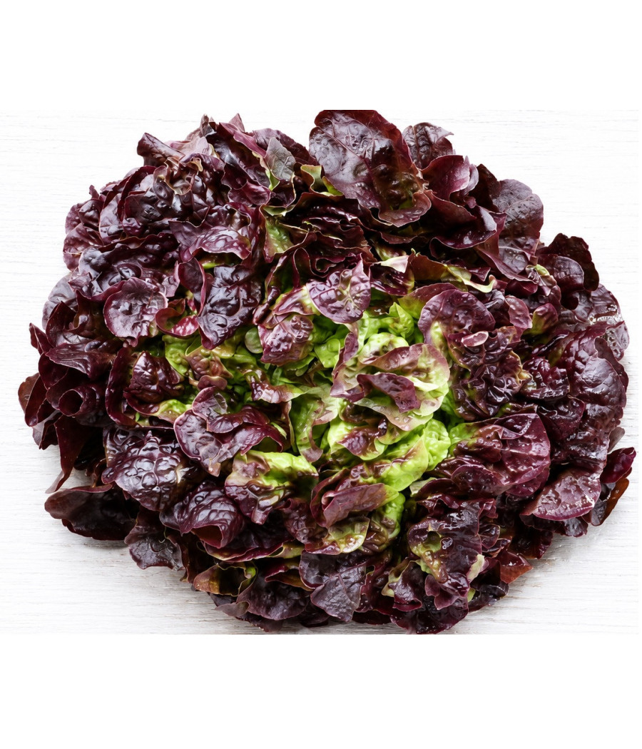 SALADE FEUILLE DE CHENE ROUGE CAT I