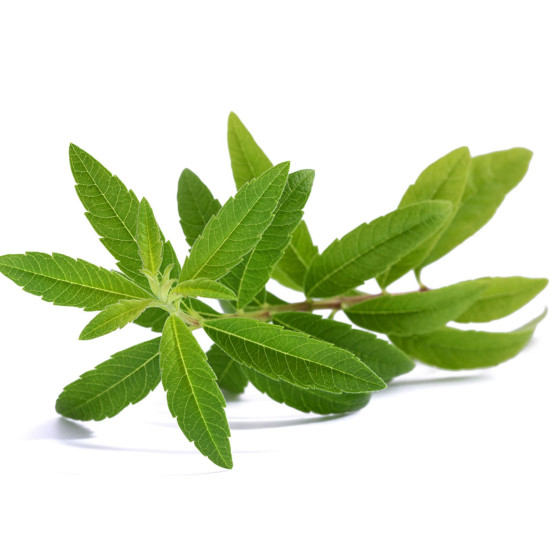 VERVEINE CITRONNELLE