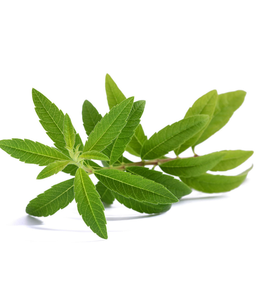 VERVEINE CITRONNELLE ORIGINE MAYOTTE