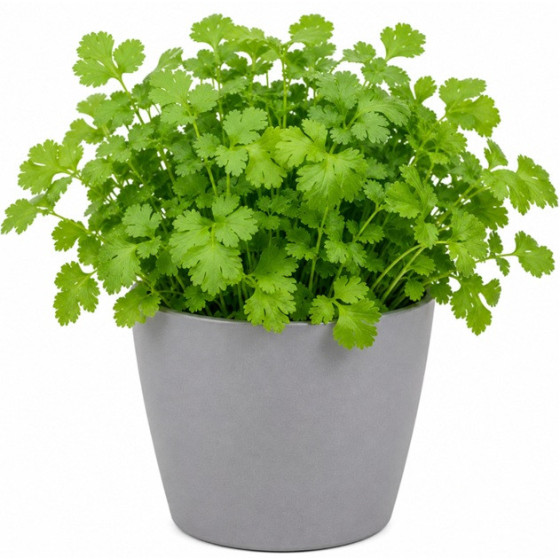 CORIANDRE BIO EN POT ORIGINE FRANCE