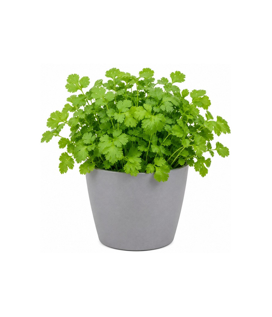 CORIANDRE BIO EN POT ORIGINE FRANCE
