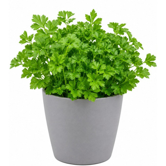 PERSIL FRISE BIO EN POT ORIGINE FRANCE
