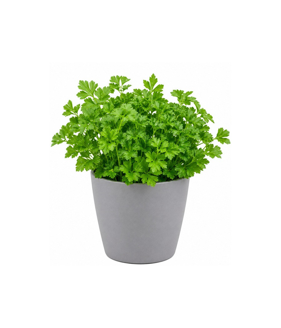 PERSIL FRISE BIO EN POT ORIGINE FRANCE