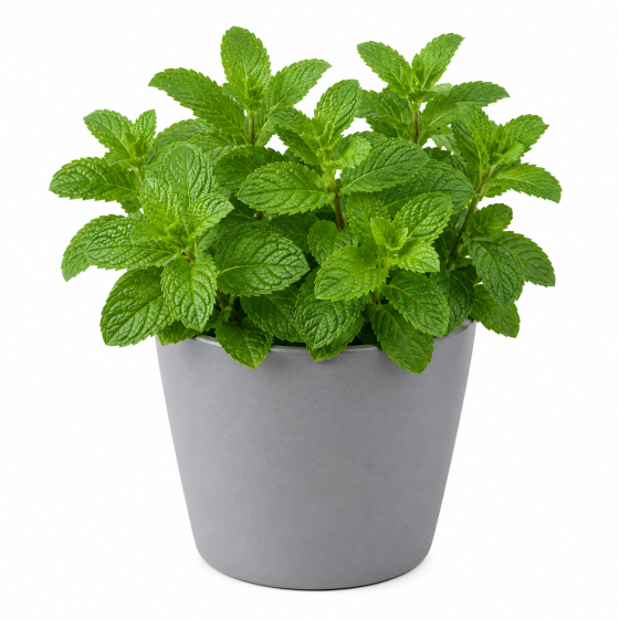 MENTHE BIO EN POT ORIGINE FRANCE