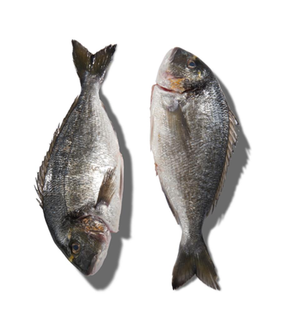 DAURADE ROYALE CALIBRE 300/600 ELEVAGE FRANCE