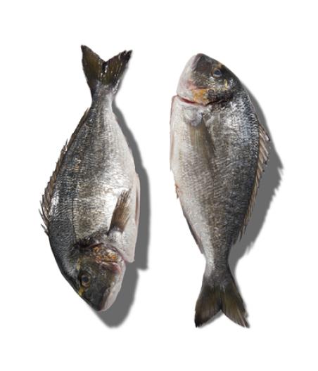 DAURADE ROYALE CALIBRE 300/600 ELEVAGE FRANCE