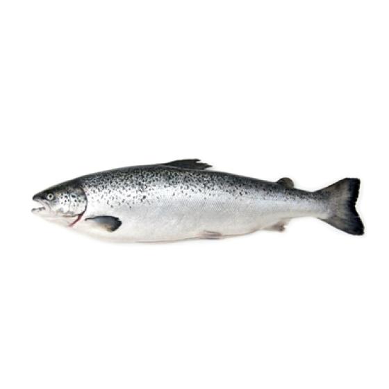 FILIERE SAUMON CALIBRE 5/6 ELEVAGE ECOSSE