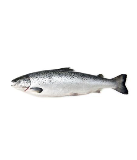 FILIERE SAUMON CALIBRE 5/6 ELEVAGE ECOSSE