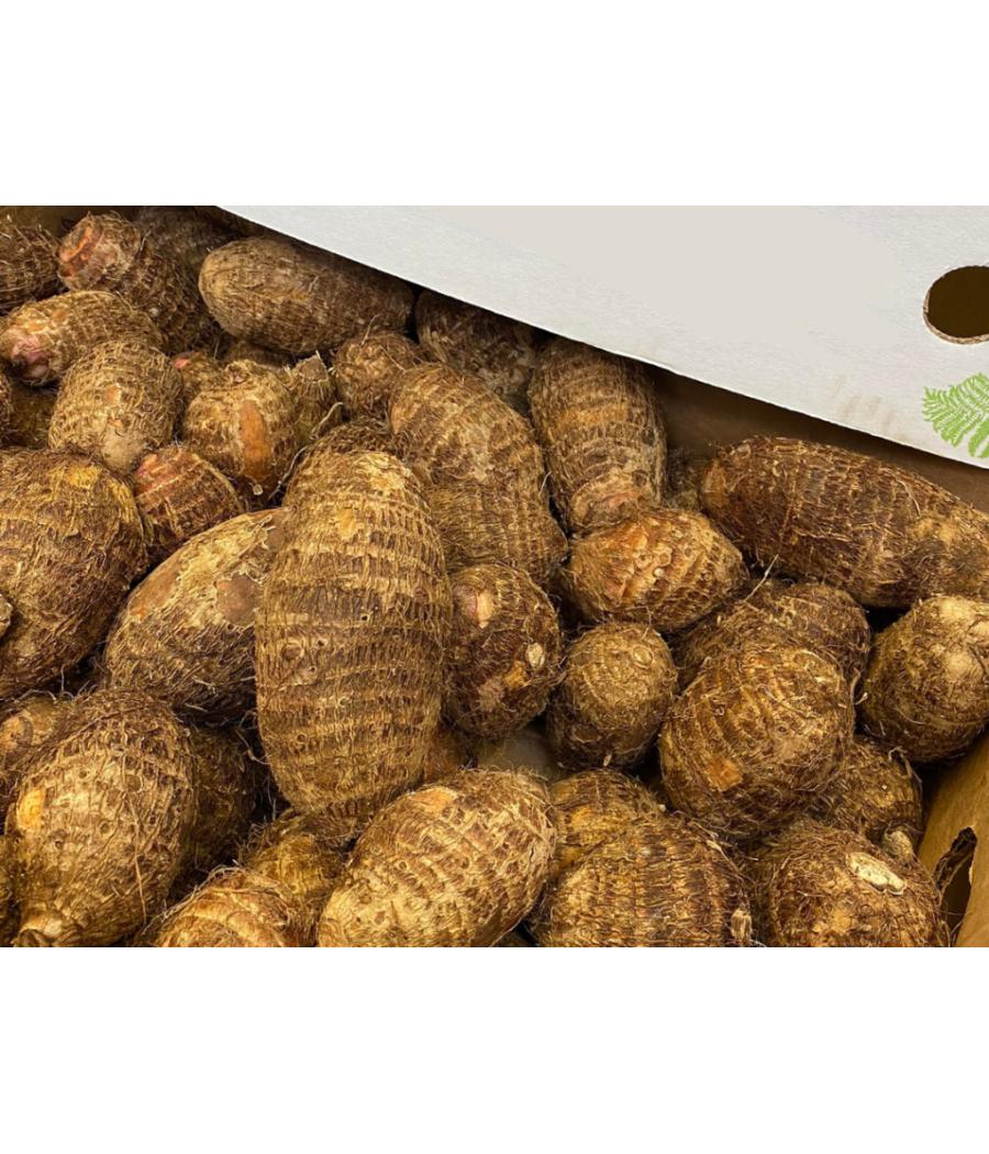 TARO ORIGINE : COSTA RICA PACK DE 15