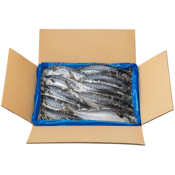 POISSONS MAQUEREAUX SURGELES 10KG