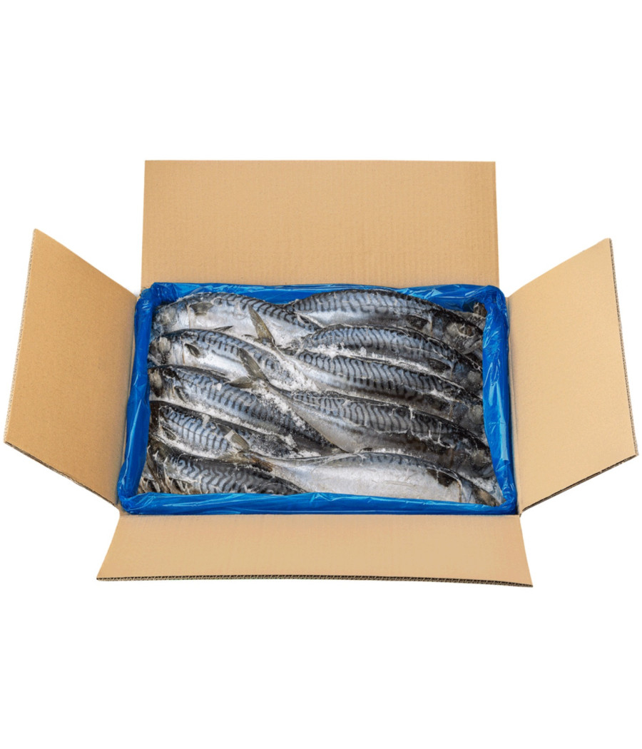 POISSONS MAQUEREAUX SURGELES 10KG