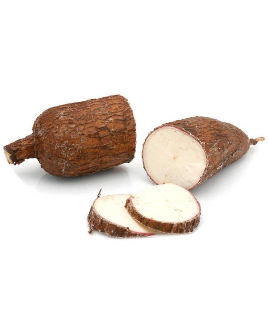 MANIOC ORIGINE : COSTA RICA PACK DE 18 MANIOC ORIGINE : COSTA RICA PACK DE 18