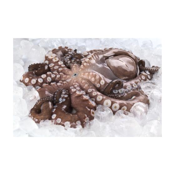 POULPE CRU  : ATLANTIQUE CENTRE-EST CALIBRE : 1/2 EN COURS DE DECONGELATION PACK DE 3