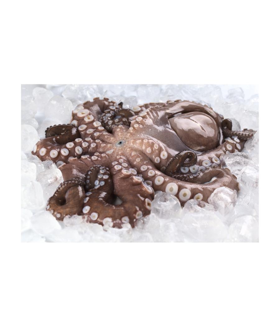 POULPE CRU : ATLANTIQUE CENTRE-EST CALIBRE : 1/2 EN COURS DE DECONGELATION PACK DE 3 POULPE CRU : ATLANTIQUE CENTRE-EST CALIBRE : 1/2 EN COURS DE DECONGELATION PACK DE 3