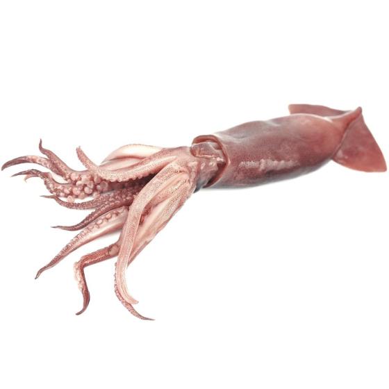 CALAMAR ATLANTIQUE CENTRE-EST CALIBRE 10