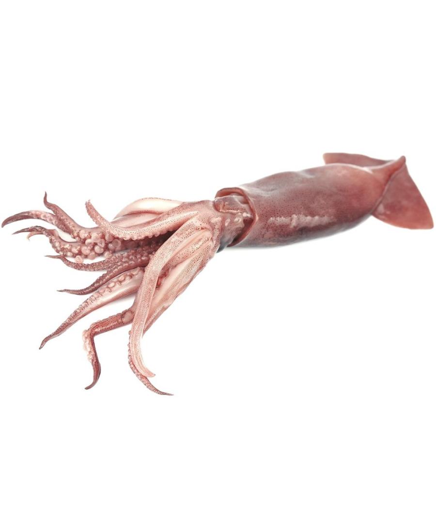 CALAMAR ATLANTIQUE CENTRE-EST CALIBRE 10