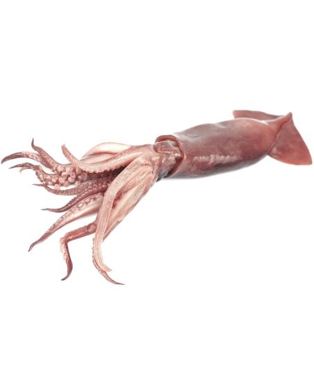 CALAMAR ATLANTIQUE CENTRE-EST CALIBRE 10