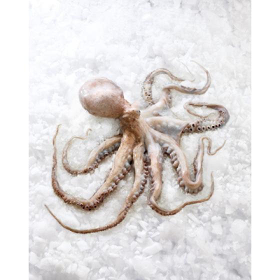 POULPE DE ROCHE CALIBRE 2/+ PECHE EN ATLANTIQUE NORD-EST PACK DE 3