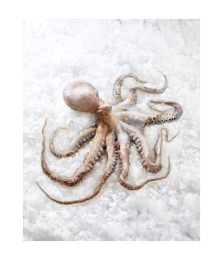 POULPE DE ROCHE CALIBRE 2/+ PECHE EN ATLANTIQUE NORD-EST PACK DE 3