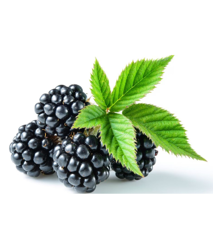 MURE BARQUETTE 125 G CATEGORIE 1 PORTUGAL MURE BARQUETTE 125 G CATEGORIE 1 PORTUGAL