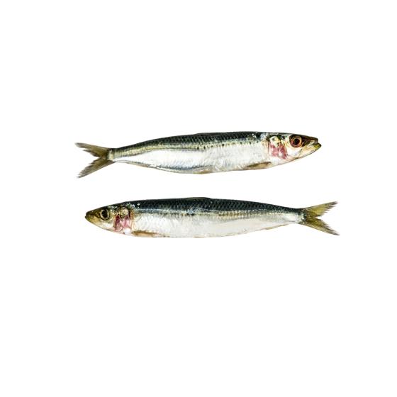 MAQUEREAU CALIBRE 200/500PECHE EN MER OCEAN ATLANTIQUE NORD-EST COLIS DE 0,35KG