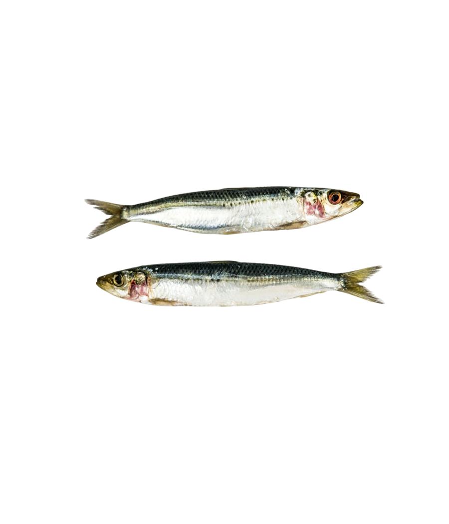 MAQUEREAU CALIBRE 200/500PECHE EN MER OCEAN ATLANTIQUE NORD-EST COLIS DE 0,35KG