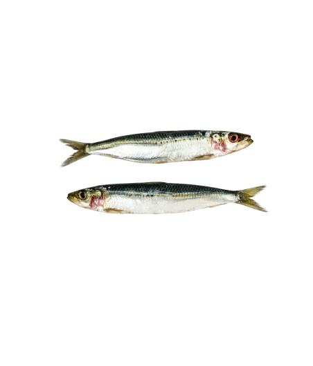 MAQUEREAU CALIBRE 200/500PECHE EN MER OCEAN ATLANTIQUE NORD-EST COLIS DE 0,35KG