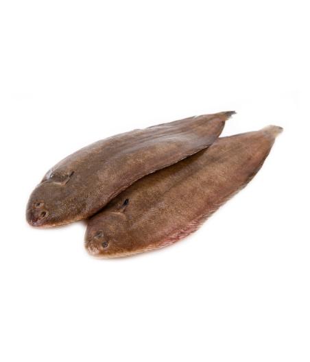 SOLE CALIBRE 400/600 PECHEE EN ATLANTIQUE NORD-EST