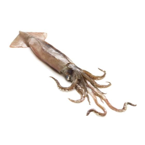 ENCORNET CALIBRE 300/500 PECHE EN MER MEDITERRANEE