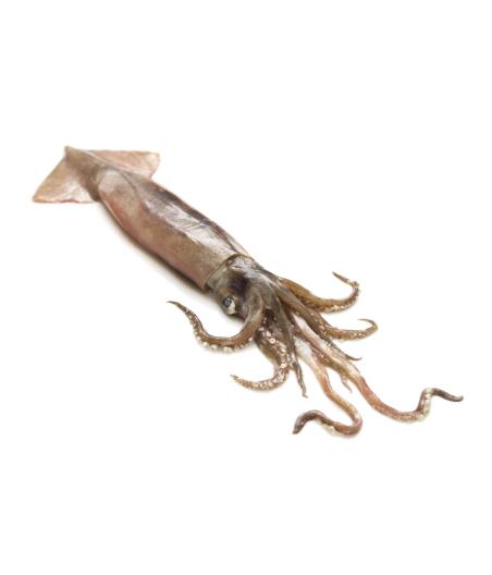 ENCORNET CALIBRE 300/500 PECHE EN MER MEDITERRANEE