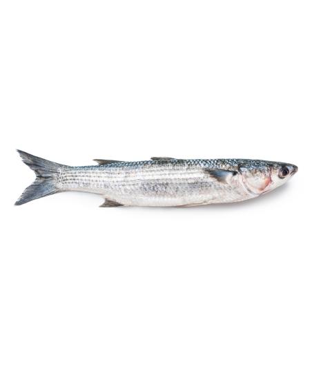 MULET CALIBRE 1/2 PECHE EN MER MEDITERRANEE