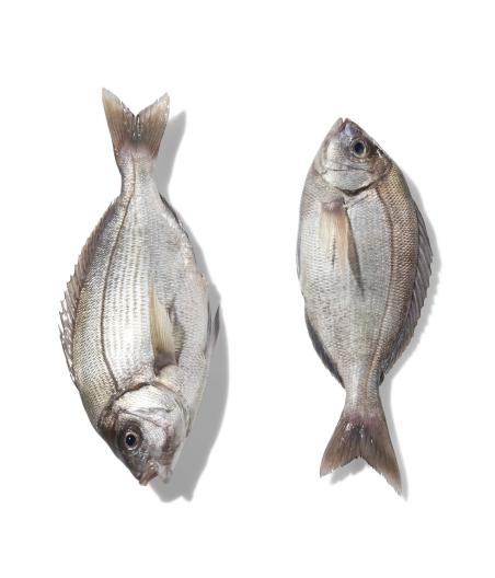 DORADE GRISE EXTRA CALIBRE 800/2.0 PECHEE EN ATLANTIQUE NORD-EST COLIS 10 KG